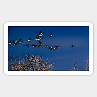 Geese in flight Sticker